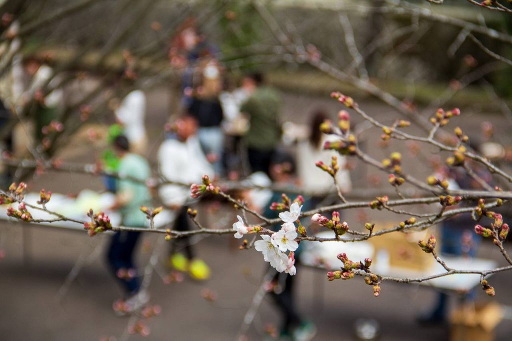 桜の花